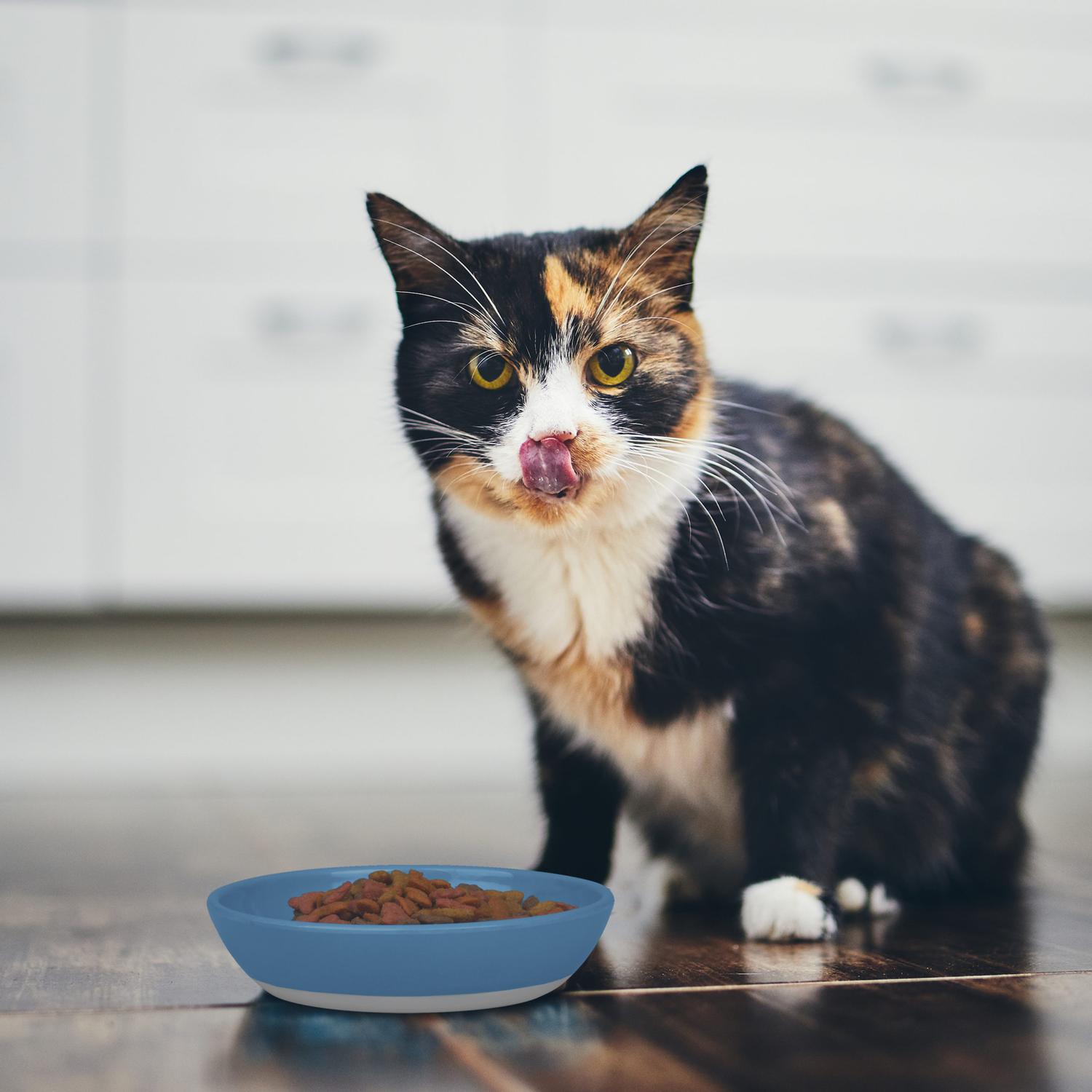 Van Ness plato para gatos ecoware antiderrapante 236ml azul | G.Valkyria - imagen 7