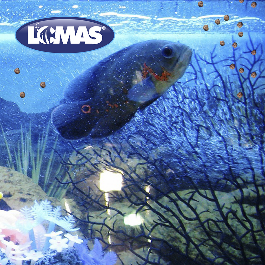 Alimento para peces Betta sobre Wardley de 20 gr | G.Valkyria - imagen 1